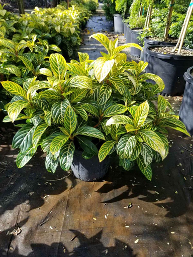 Sanchezia parvibracteata 'Ellen'
