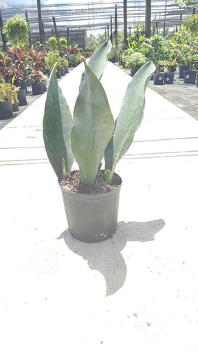 Snake Plant, 'Whalefin'