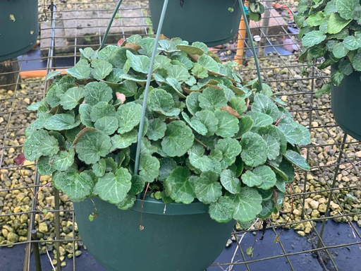 [Hanging Basket] Roving Sailor