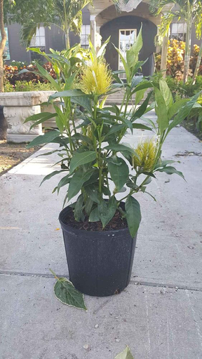 Yellow Jacobinia
