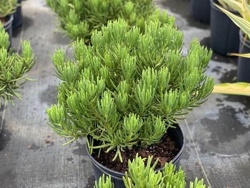 Succulent Bush Senecio