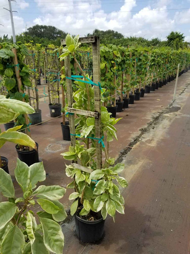 Chalice Vine