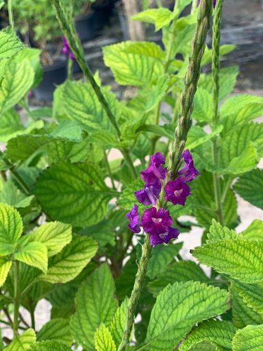 Purple Porterweed
