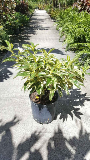 Crepe Jasmine 'Variegata'