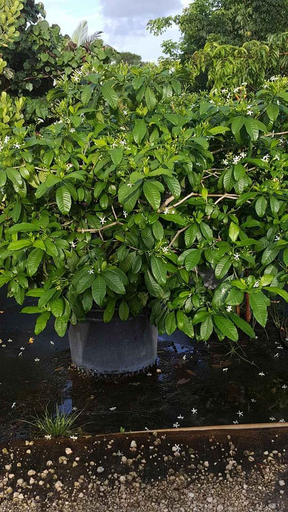 Banana Bush