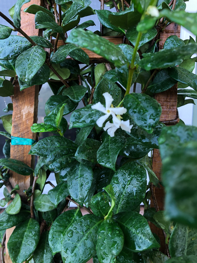 Star Jasmine (Trachelospermum jasminoides)