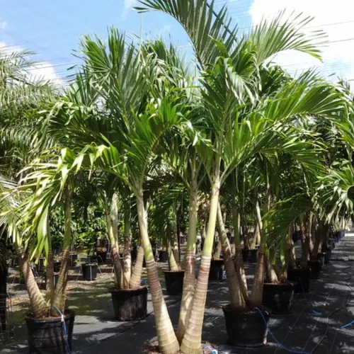 Christmas Palm