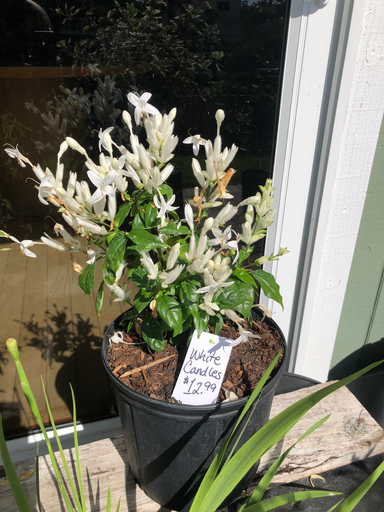 [smal] White Candles (Whitfieldia longifolia)