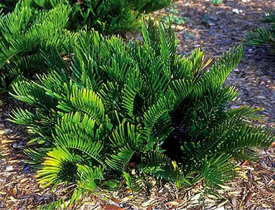 Coontie