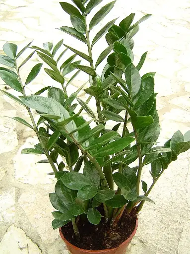 ZZ Plant, Zanzibar Gem