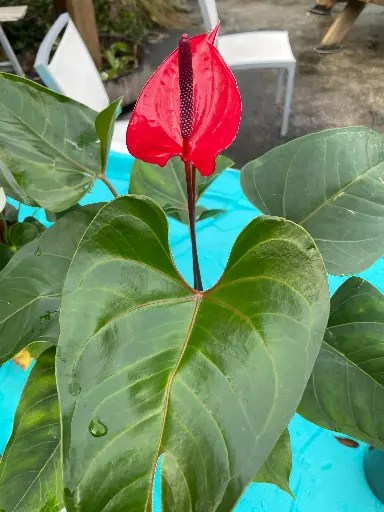 Anthurium, Flamingo flower