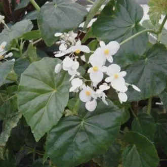 Begonia odorata 'Alba'