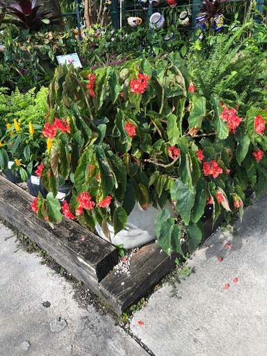 Dragon Wing Begonia