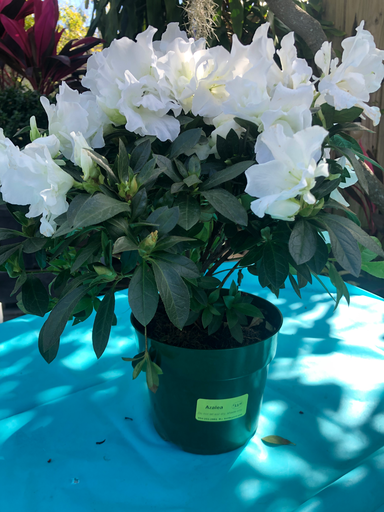 Azalea