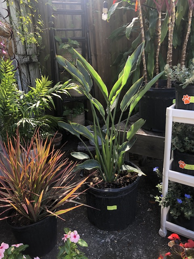 Bird of Paradise (Orange)