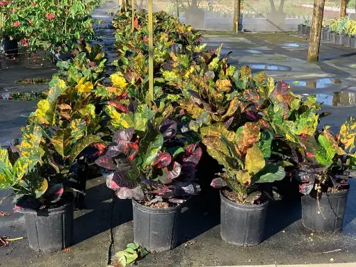 Croton - Magnificent