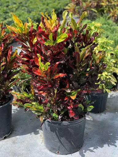 Croton - Mammey