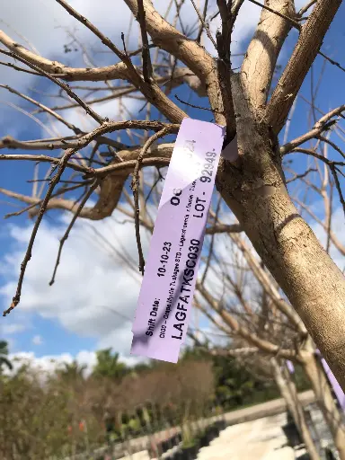 Crape Myrtle - Lagerstroemia x fauriei