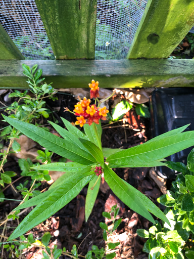 Tropical Milkweed