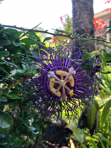 Passion Flower vine
