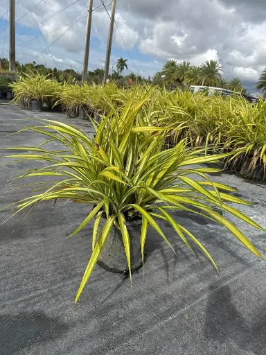 Variegated Dwarf Pandanus