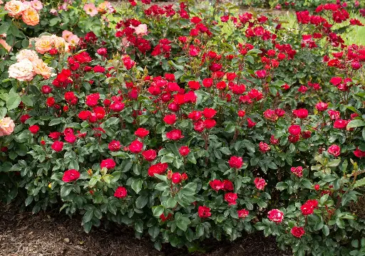 Petite Knock Out® Rose Shrub
