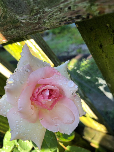 Roses - Nelson's Florida