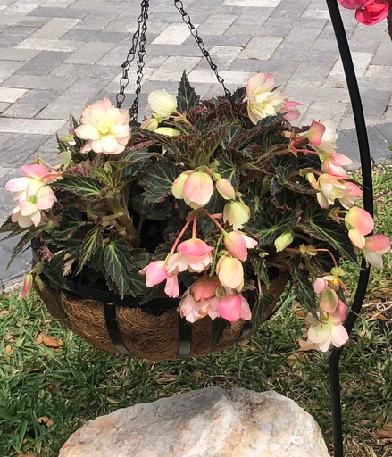 Begonia I'conia