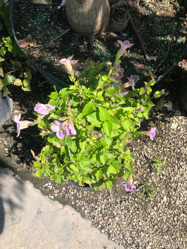 Ganges Primrose