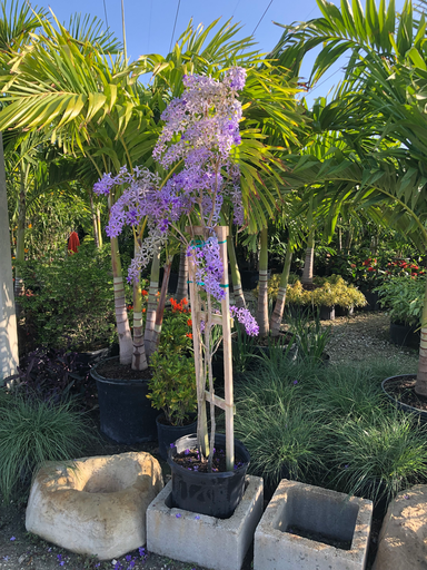 Queen’s wreath (Petrea volubilis)