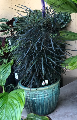 False Aralia (Plerandra elegantissima)