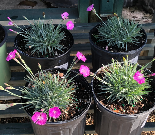 Dianthus ‘Firewitch’