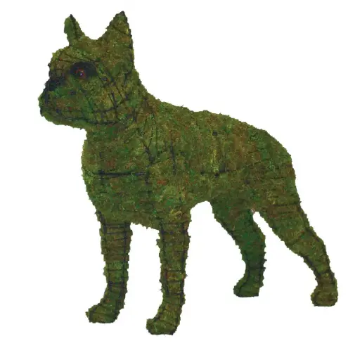 [BRAUN] Boston Terrier - 20"  (Mossed)