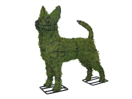 [BRAUN] Chihuahua - 16"  (Mossed)