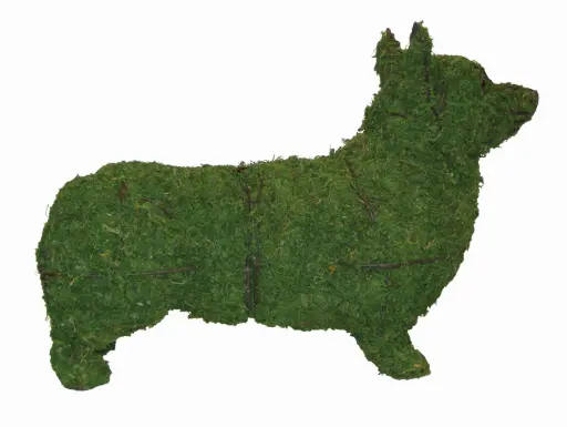 [BRAUN] Corgi - 17" (Mossed)