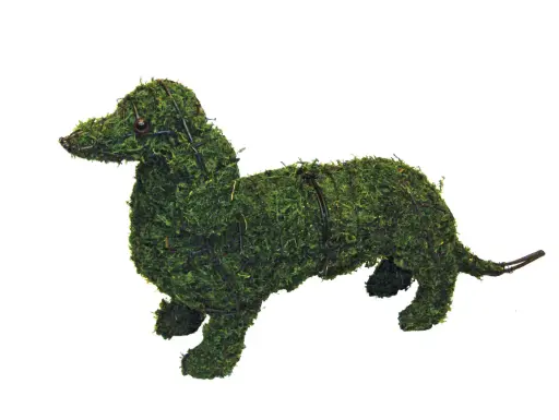 [BRAUN] Dachshund - 13" (Mossed)