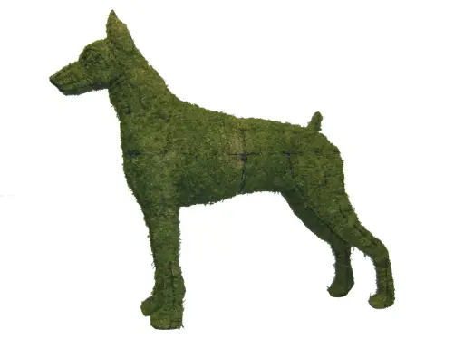 [BRAUN] Doberman - 36" (Mossed)