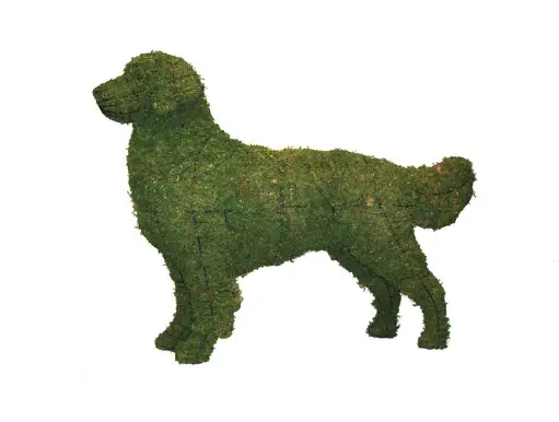 [BRAUN] Golden Retriever - 31" (Mossed)