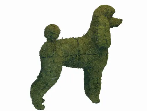 [BRAUN] Poodle, Standard - 32½" (Mossed)