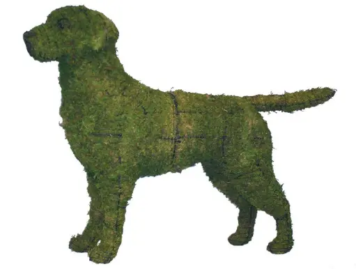 [BRAUN] Retriever, Labrador - 30" (Mossed)