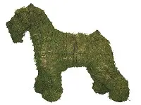 [BRAUN] Schnauzer - 18" (Mossed)