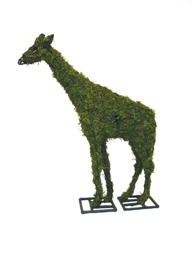 [BRAUN] Giraffe - 73" (Mossed)