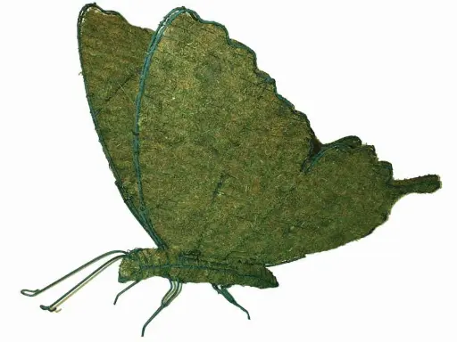 [BRAUN] Butterfly - 20"  (Mossed}