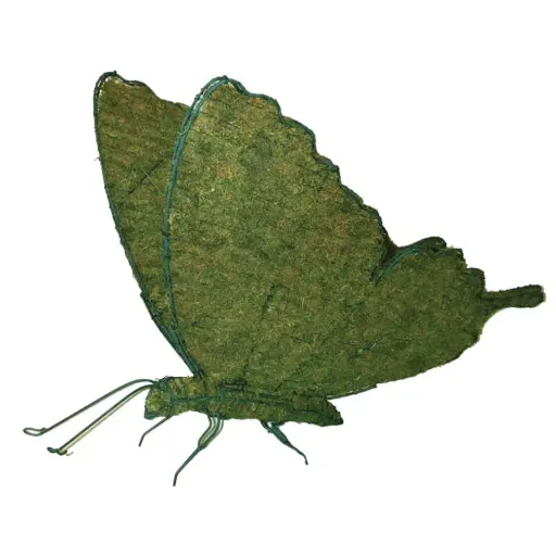 [BRAUN] Butterfly - 25"  (Mossed)