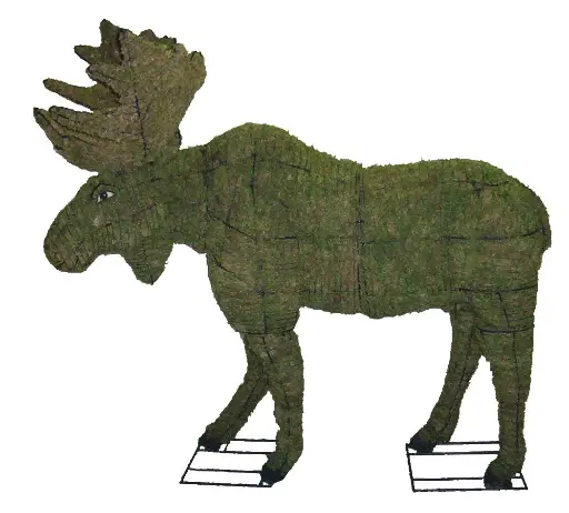 [BRAUN] Moose - 60" (Mossed)