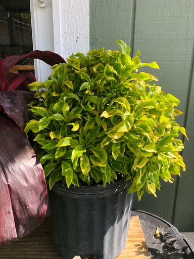 Joseph's Coat / True Yellow (Alternanthera ficoidea)