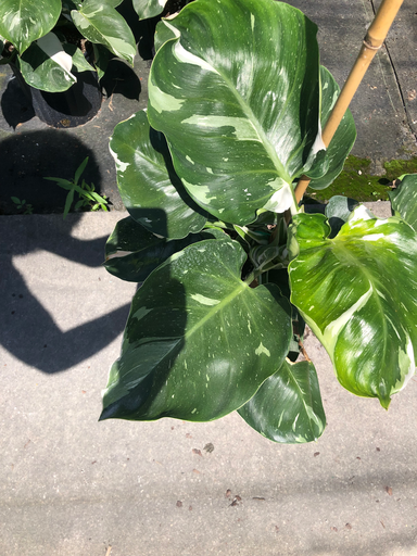 White Knight philodendron
