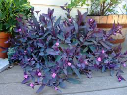 Purple Queen