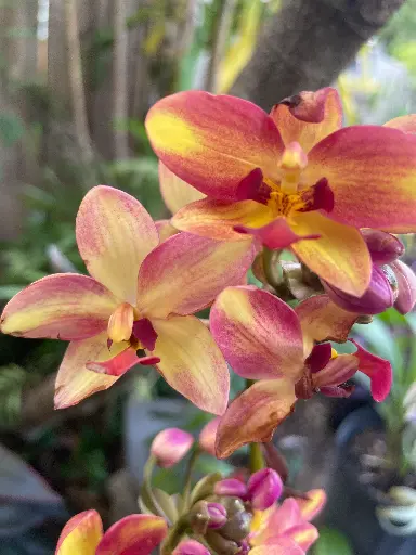 Ground Orchid