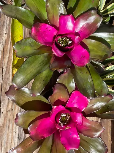 Bromeliad (Neoregelia)